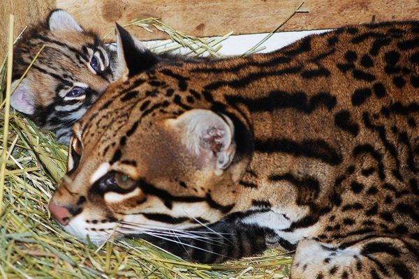 Le petit ocelot et un de ses parents au zoo d'Amiens.