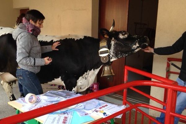 Une vache en classe pour attirer l'attention