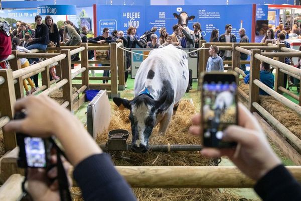  Salon international de l agriculture a la porte de Versailles - Animaux présentés au public