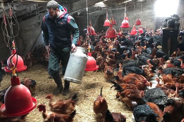 A Saint-Cernin, dans le Cantal, Alexandre Selves prend soin des ses dindes et de ses chapons.