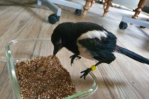 La jeune pie volée a retrouvé son village de Chigny-les-roses ce lundi 28 juin. Elle a en revanche les ailes coupées. 