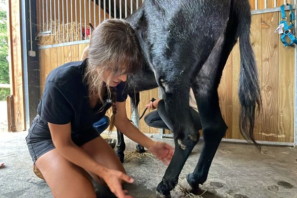 Lisa Fernandez, la présidente de l'association les 3 Dindes qui gère le refuge pour animaux abandonnés de la ferme, est ici aux petits soins d'une ânesse recueillie la veille.