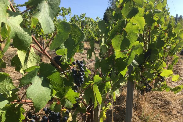 La vigne devient un moyen de se diversifier pour les agriculteurs. Mais attention à bien la choisir pour s'adapter au dérèglement climatique