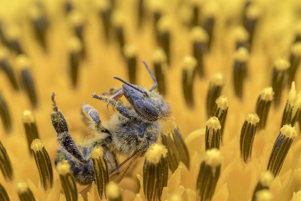 Les néonicotinoïdes sont également surnommés "tueurs d'abeilles" en raison de leur nocivité pour cet insecte, dont les populations s'effondrent.