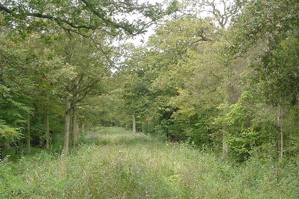 La forêt de Clairmarais.