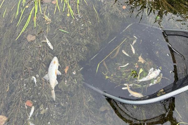 Une pollution en amont de Colombotte aurait brutalement décimé la faune de la rivière.