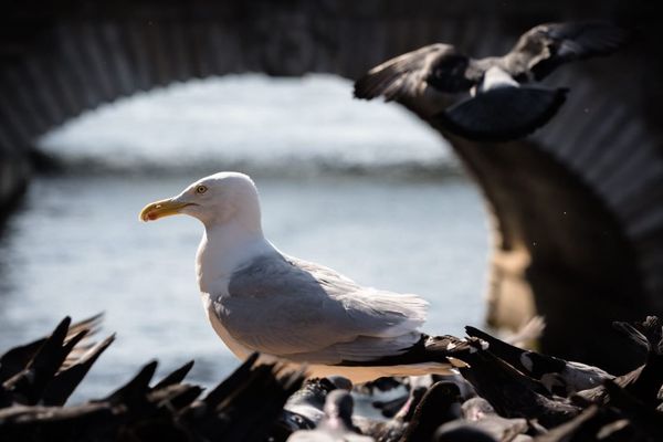 Un goéland argenté au milieu des pigeons, en train de se nourrir près des quais de Seine.