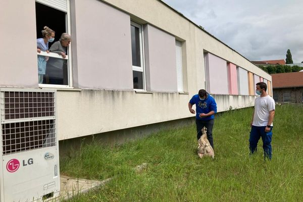 Les moutons qui viennent d'arriver à l'hôpital d'Aurillac distraient les patients.