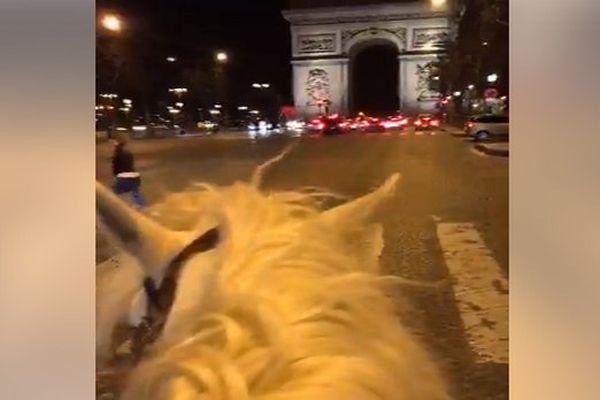 Balade à Paris pour le cheval Camargue