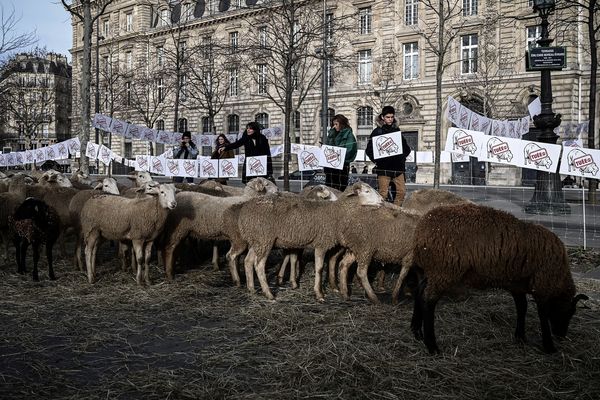 Des brebis à Paris place de la République pour dénoncer "la cohabitation impossible" avec le loup.