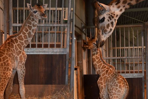 La petite girafe est née le 15 juillet au parc animalier belge de Bellewaerde.