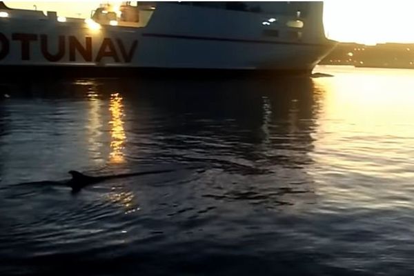 On voit la nageoire du cétacé juste devant le navire