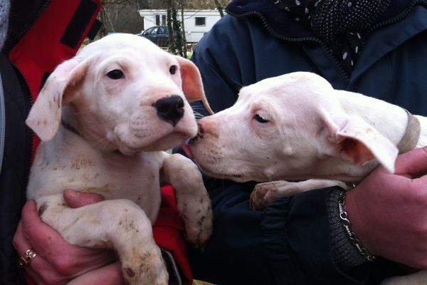 Deux chiens retrouvés dans un élevage d'Argent-sur-Sauldre, dans le Cher.