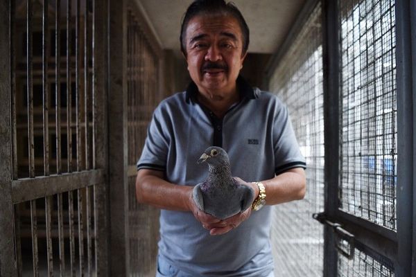 Le 25 mars 2019 à Manille, Jaime Lim, célèbre colombophile aux Philippines, pose avec un de ses pigeons de course.