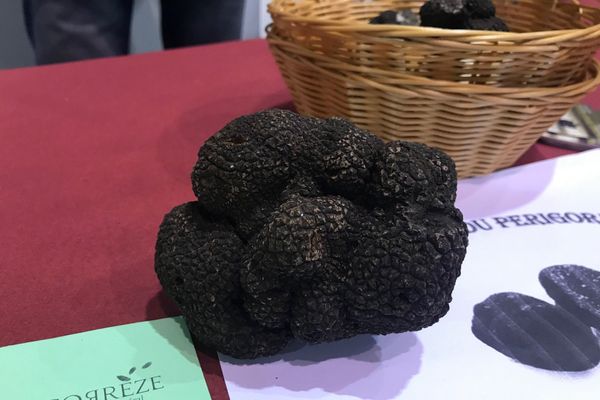 1er marché aux truffes à Brive, 7 kilos d'"or noir" ont été proposés à la vente