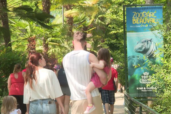 Le trafic était fluide dans les allées de Beauval ce samedi 27 mai.