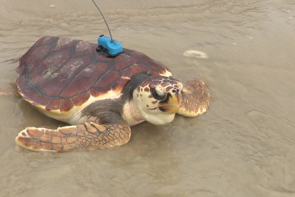 Les deux tortues ont retrouvé la liberté et l'océan