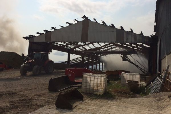 Le hangar est accoudé à une étable abritant plusieurs centaines de vaches.  