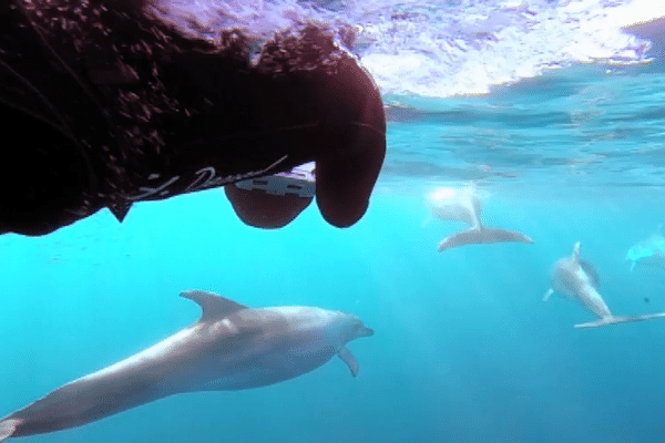 Au plus près des dauphins