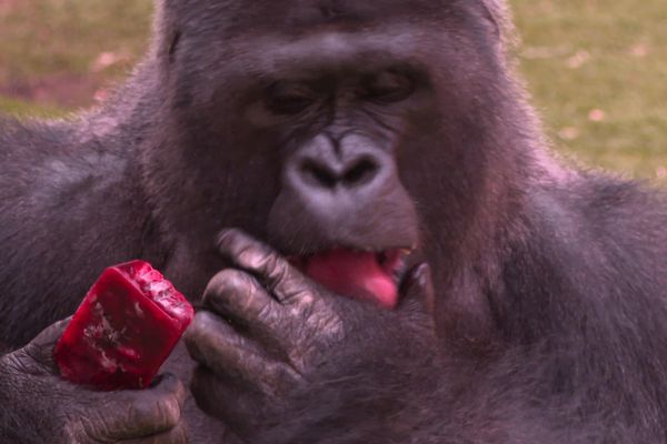 On lutte contre la canicule au parc zoologique de Saint-Martin-la-Plaine. Les gorilles raffolent des sorbets faits maison ....