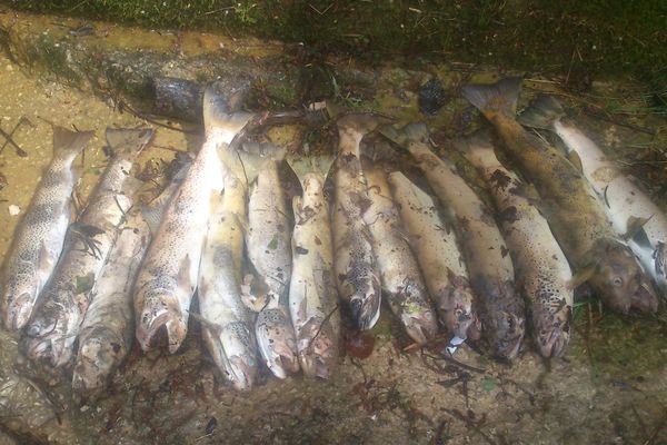 Une nouvelle mortalité de poisson sur la Bienne dans le Haut-Jura