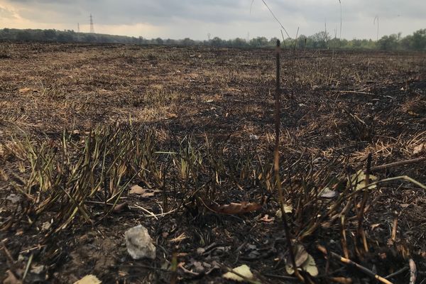 150 hectares ont brûlé ce samedi 13 août à Trélazé