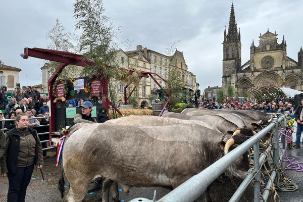 Concours du bœuf de Bazas sur la grand-place de la ville à l'occasion de la 741e édition, le 8 février 2024.