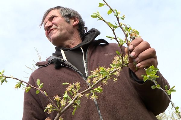 Pour la deuxième année consécutive, le gel a fait des ravages sur les fruitiers