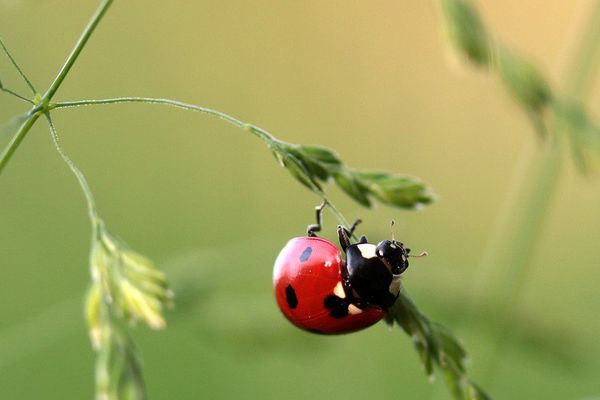 Coccinelle