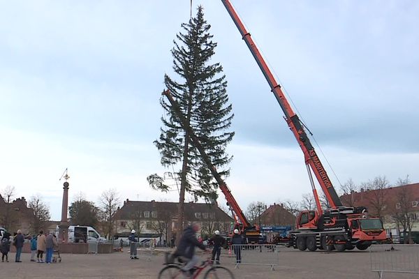 Le plus grand sapin de Noël d'Alsace érigé ce 3 novembre à Neuf-Brisach.