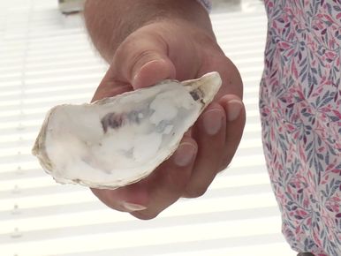 Cette entreprise recycle les coquilles d'huîtres en gravier destiné aux  volailles