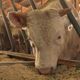 Le commissaire enquêteur a rendu un avis défavorable sur le projet de ferme de 3100 bovins.