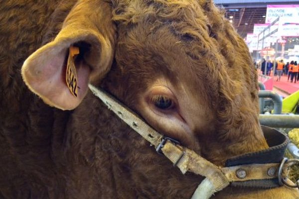 Une Limousine se prépare pour le concours de la race au salon de l'agriculture de Paris