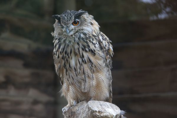 Des hiboux grands-ducs sont nés aux abords de la Citadelle de Besançon.