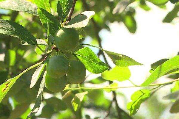 Les mirabelles ont profité d'une météo optimale au printemps.