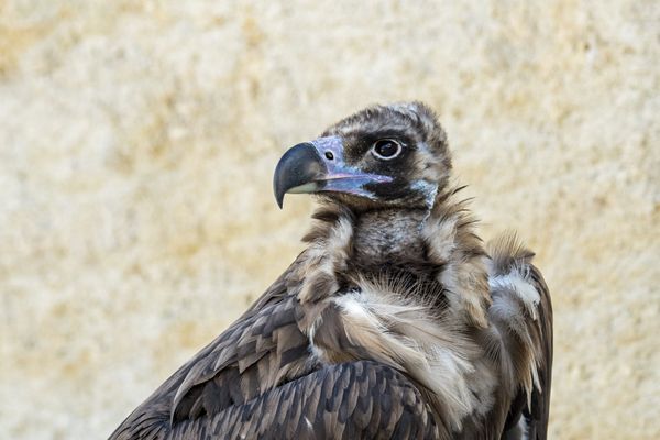 Un vautour "moine" s'est échappé du parc de Courzieu. Si vous l'apercevez, prévenez rapidement le parc