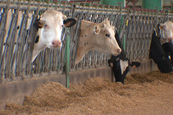 Les éleveurs picards sont inquiets face à l'annonce de Lactalis.