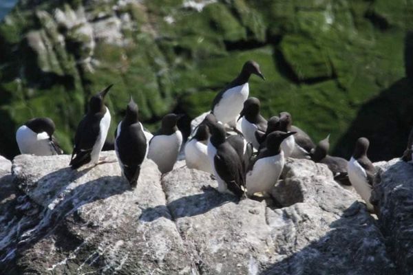 Guillemots au Cap Fréhel