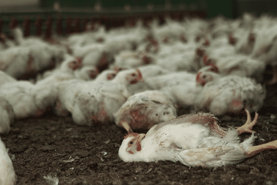 Animal Rights Activists Denounce Le Gaulois Chicken Conditions – November 18 Protest in Perpignan