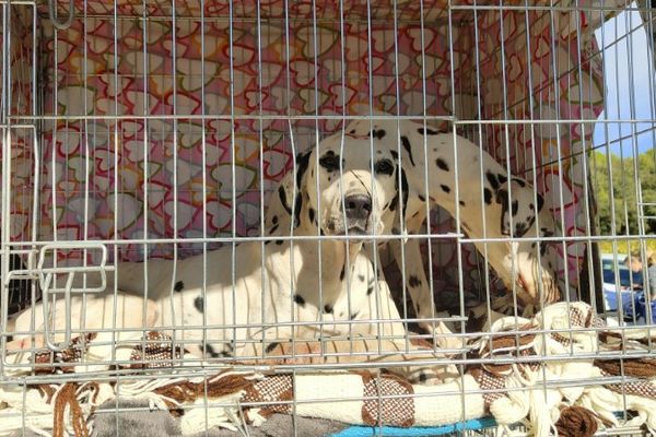 Les Dalmatiens sauvés d'un élevage sordide, recueillis par la SPA Vauclusienne.