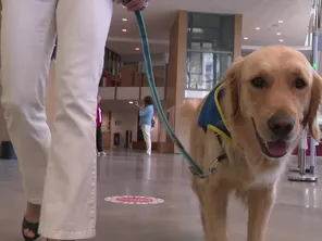 Au tribunal judiciaire de Bourg-en-Bresse, les victimes peuvent compter sur la présence d'un partenaire rassurant. Toundra, jeune Golden Retriever de deux ans, est là pour les apaiser et leur donner confiance.