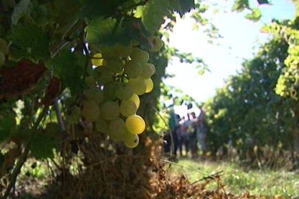 La viticulture n'attire plus les jeunes