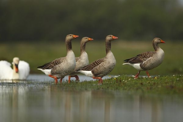 Des oies cendrées dans le parc du Marquenterre, dans la Somme (photo d'illustration).