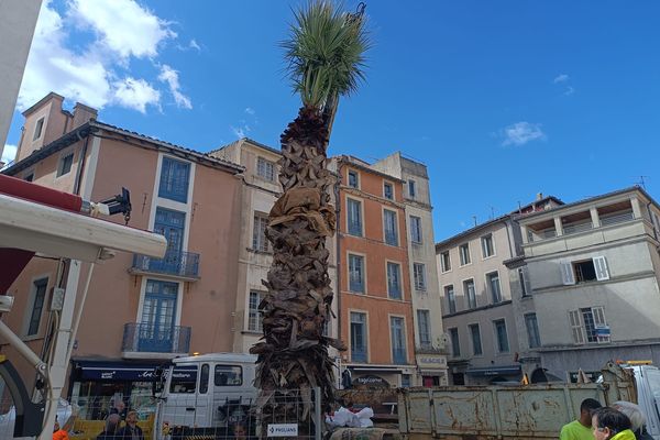 Nîmes a retrouvé son palmier, jeudi 18 avril.