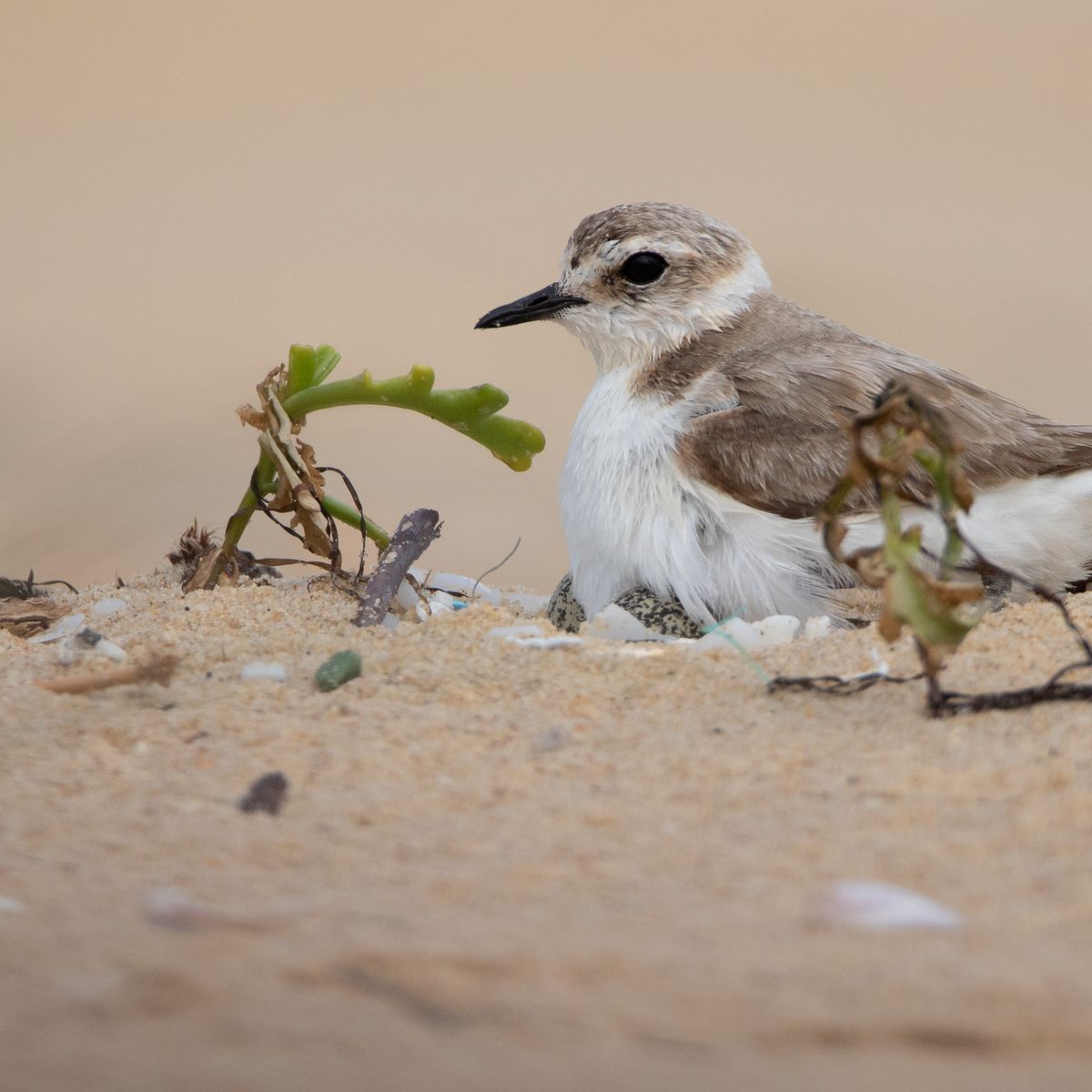 Attention On Marche Sur Des Oeufs Ou Comment Proteger Certains Oiseaux Du Littoral En Aquitaine