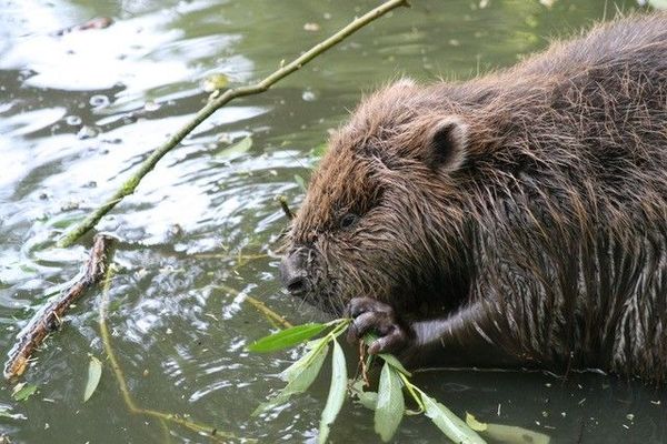 Le castor est une espèce protégée