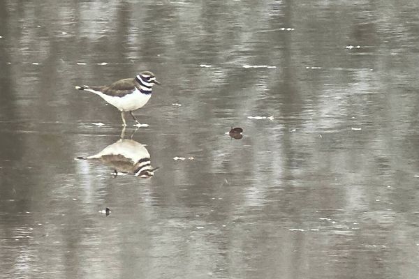 Gravelot kildir, un oiseau limicole originaire d’Amérique du Nord inattendu en Franche-Comté. Sermamagny, 11 mars 2023.(Jean-Philippe Paul)