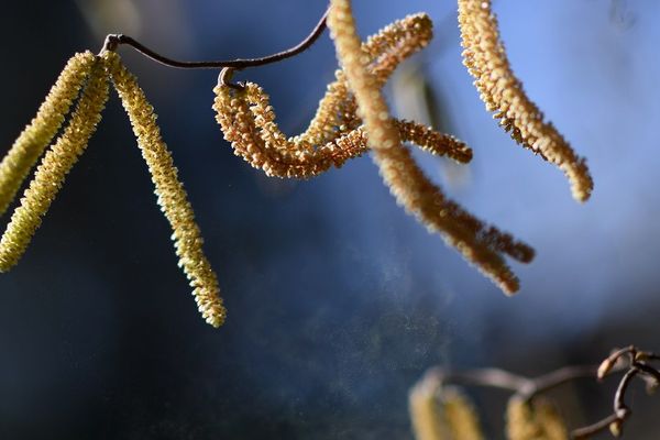 Le risque d'allergie est élevé, selon le RNSA.