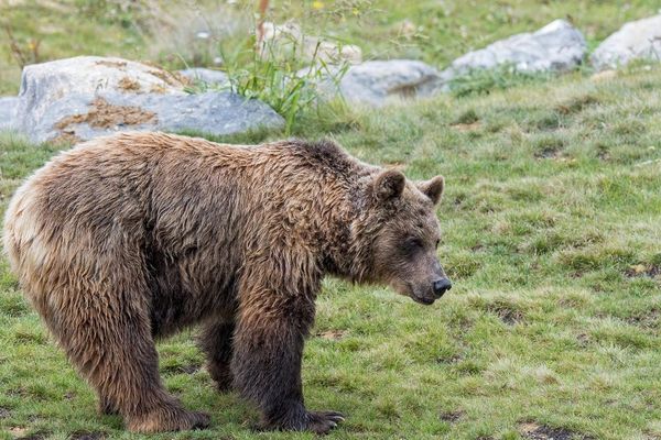 Jusqu'ici, les éleveurs devaient consulter le site internet de la DREAL, pour trouver la dernière position connue de l'ours. 