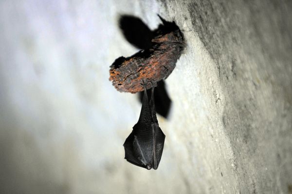 Le Petit Rhinolophe (Rhinolophus hipposideros) est le plus petit représentant de sa famille. Il pèse entre 4 et 7 grammes seulement pour une envergure de 19 à 25 cm d'un bout à l'autre de ses deux ailes.